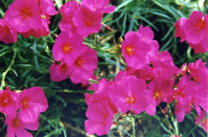 Calandrinia umbellata 'Amaranth'
